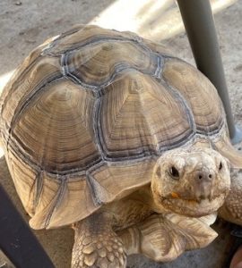 Derpie, Dr. Viet Pham's Tortoise
